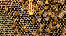 albinele - singurele insecte care produc hrană pentru om